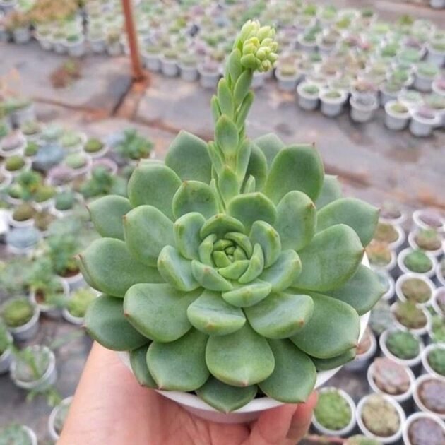 Sen Đá Bánh Bao Xanh Bán Đủ Size, Giá Sỉ Vỉ, Bầu, Trung, Đại