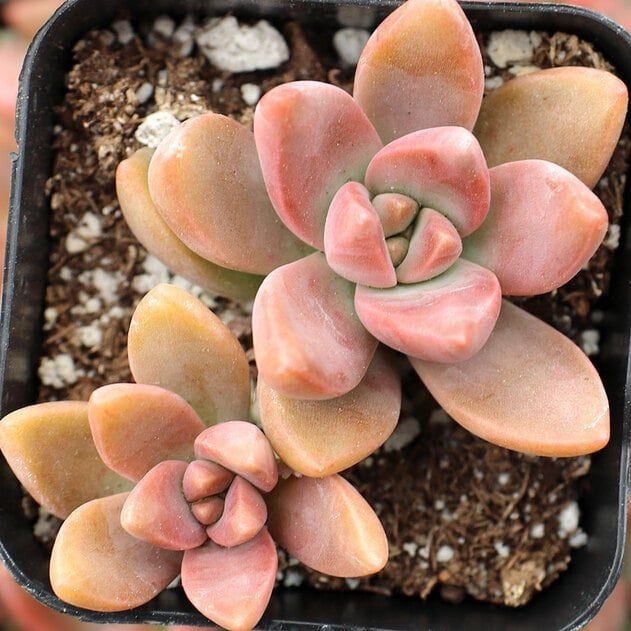 Sen Đá Đỏ Đẹp Như Một Loài Đá Quý Trong Tự Nhiên