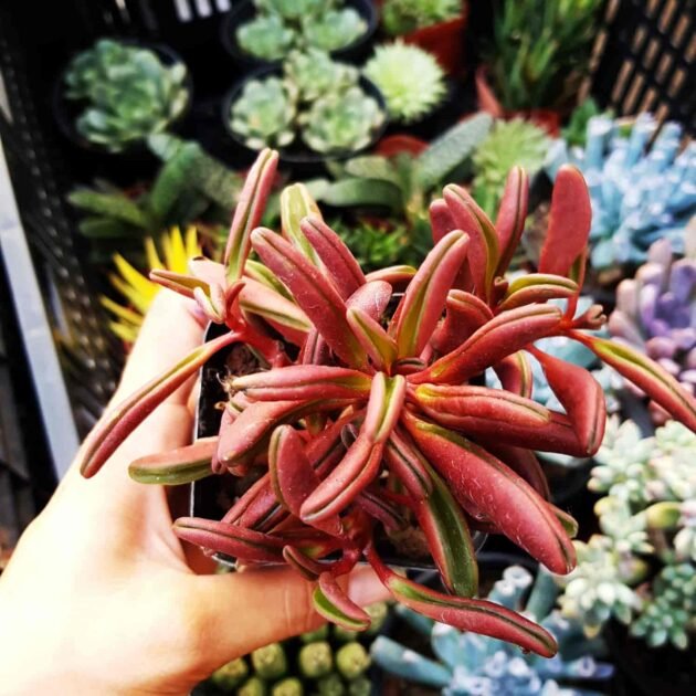 Sen Đá Đậu Đỏ Giá Sỉ Lẻ, Đủ Kích Thước 3