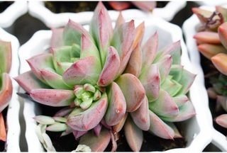 Sen Đá Mận Đỏ, Mận Tím, Đủ Loại, Đủ Size 2