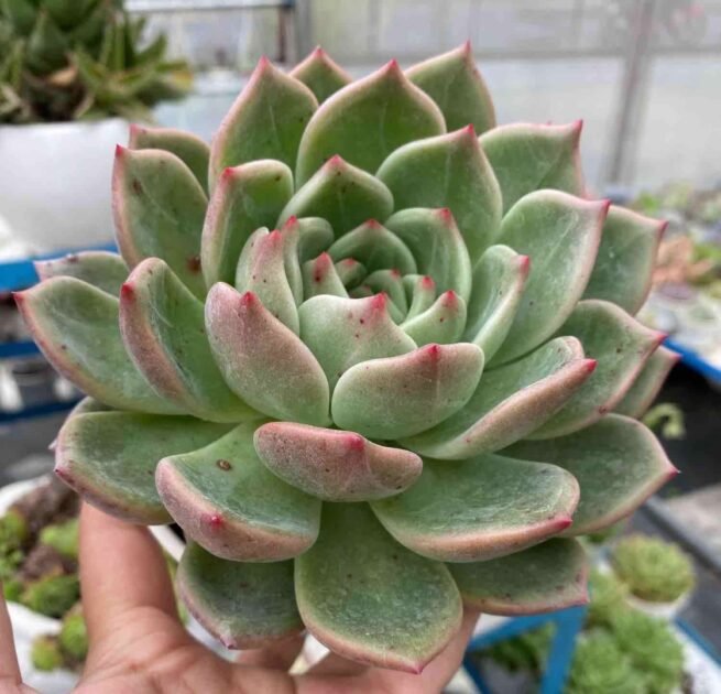 Sen Đá Mận Đỏ, Mận Tím, Đủ Loại, Đủ Size 3
