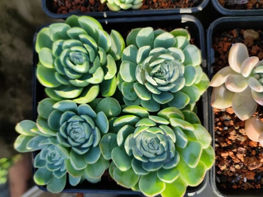Sen Đá Đất Xanh Một Trời May Mắn Và Bình Yên 2