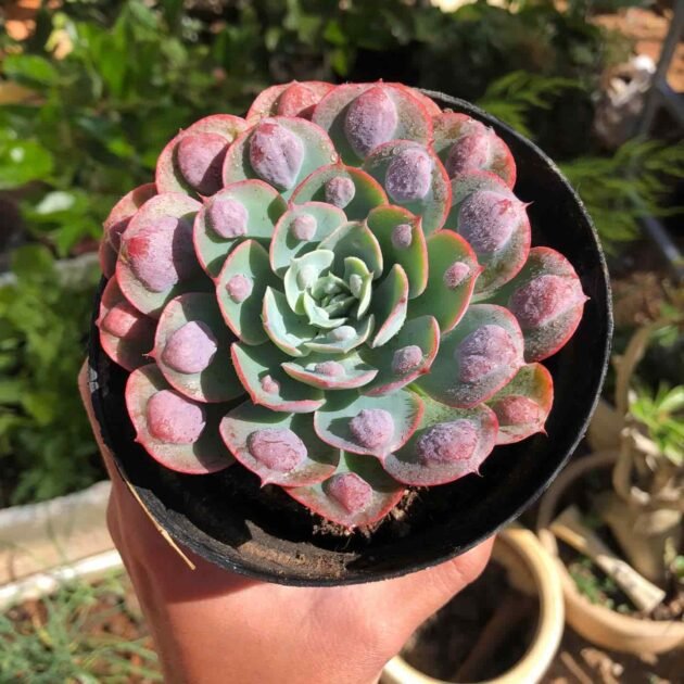 Sen Đá Thịt Bò Mới Lạ Hút Khách Mua 3