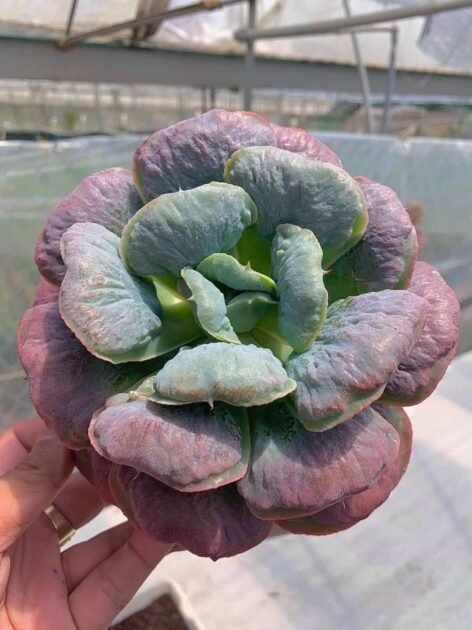 Sen Đá Thịt Bò Mới Lạ Hút Khách Mua 2