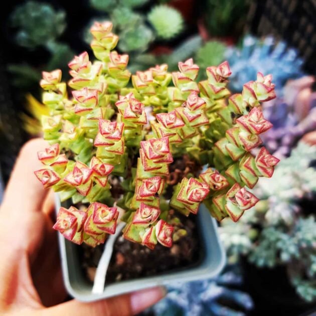 Sen Đá Xiên Thịt Khiến Giới Trẻ Thích Thú Vì Độc Lạ