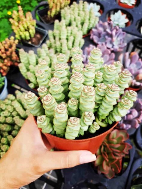 Sen Đá Xiên Thịt Khiến Giới Trẻ Thích Thú Vì Độc Lạ 3
