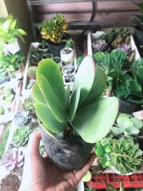 Sen Đá Cánh Bướm Xanh Mua Ở Đâu Tại Sài Gòn? 3