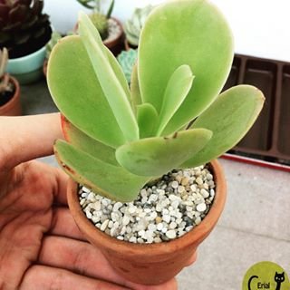 Sen Đá Cánh Bướm Xanh Mua Ở Đâu Tại Sài Gòn? 2