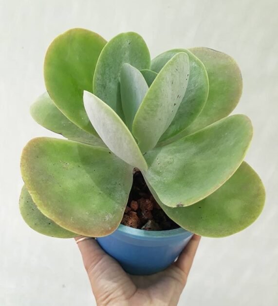 Sen Đá Cánh Bướm Xanh Mua Ở Đâu Tại Sài Gòn?