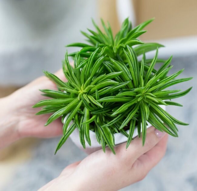 Sen Đá Đuôi Phụng Được Tặng Trong Dịp Nào? 3