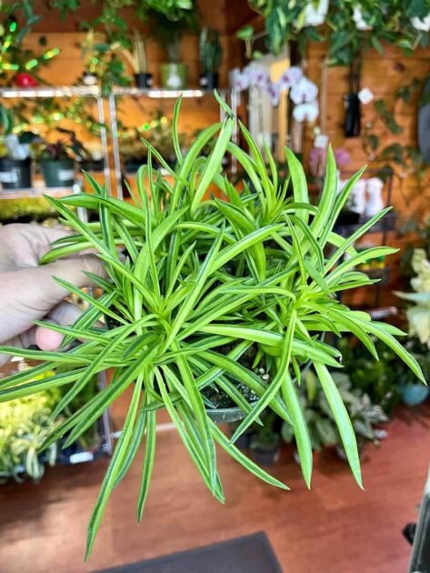 Sen Đá Đuôi Phụng Được Tặng Trong Dịp Nào? 2