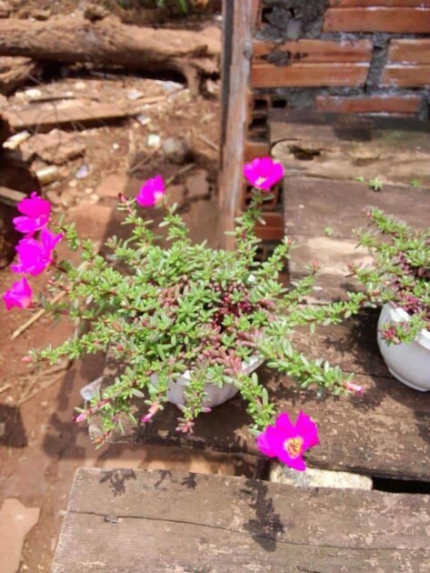 Sen Đá Mười Giờ Bền Đẹp Thách Thức Thời Giờ 2