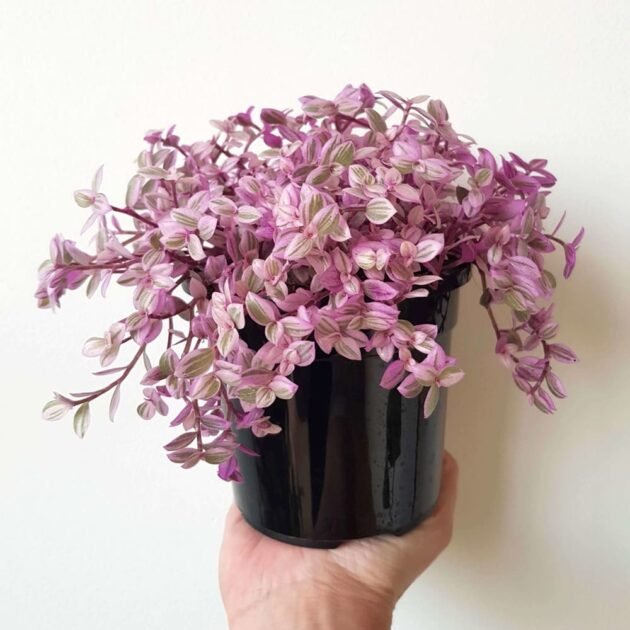 Sen Đá Pink Lady Vật Trang Trí Siêu Xinh, Xịn Khi Decor Nhà Cửa