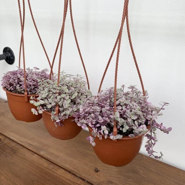 Sen Đá Pink Lady Vật Trang Trí Siêu Xinh, Xịn Khi Decor Nhà Cửa 3