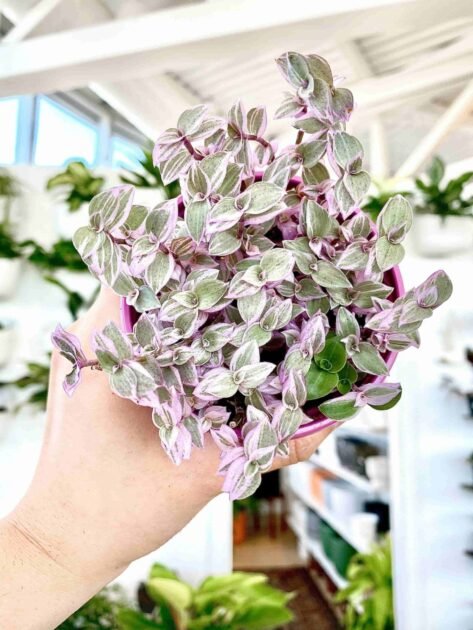 Sen Đá Pink Lady Vật Trang Trí Siêu Xinh, Xịn Khi Decor Nhà Cửa 2