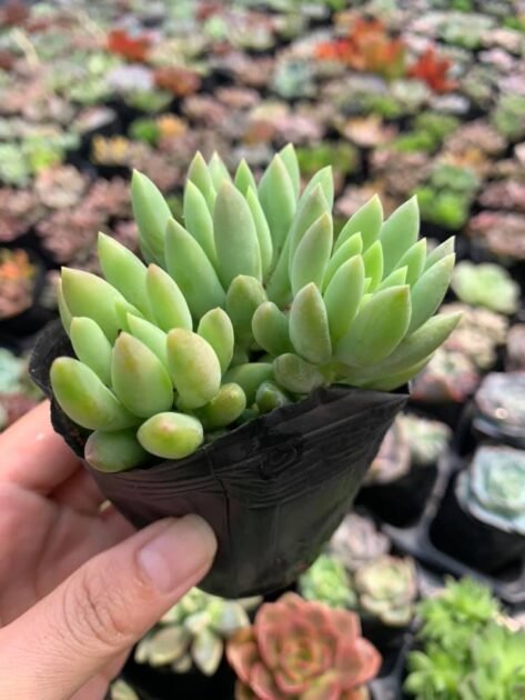 Sen Đá Chuỗi Ngọc Đứng Mang Vẻ Đẹp Sang Chảnh Quý Tộc 3