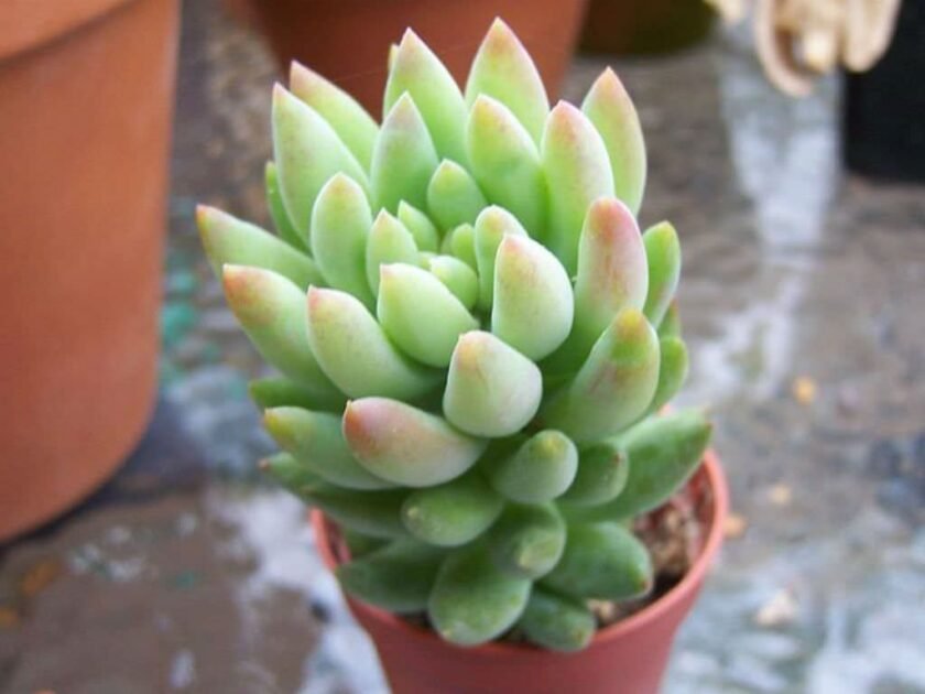 Sen Đá Chuỗi Ngọc Đứng Mang Vẻ Đẹp Sang Chảnh Quý Tộc 2