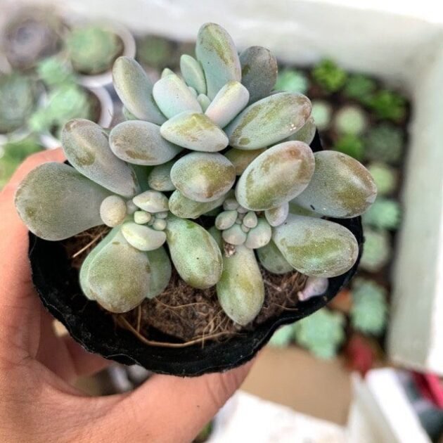 Sen Đá Giọt Lệ Mang Ý Nghĩa Gì? 3