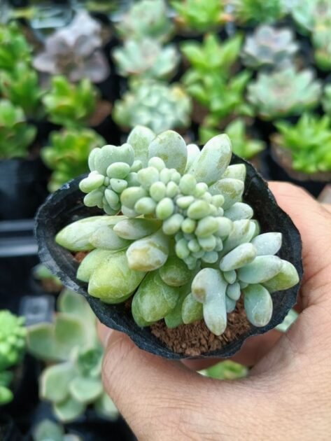 Sen Đá Giọt Lệ Mang Ý Nghĩa Gì?