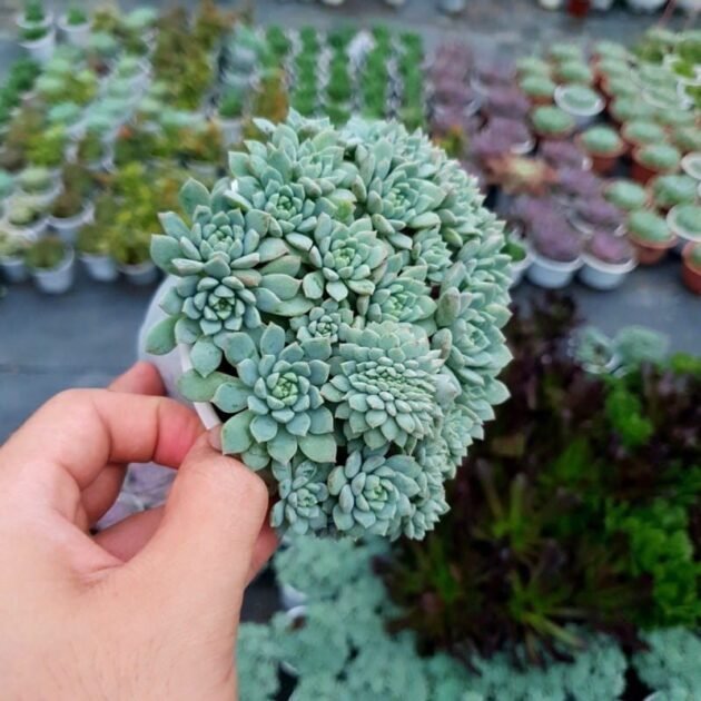 Sen Đá Nhím Xanh Giá Sỉ, Giá Lẻ Bao Nhiêu Tiền? 2