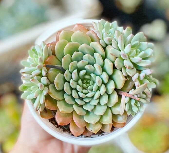 Sen Đá Nhím Xanh Giá Sỉ, Giá Lẻ Bao Nhiêu Tiền? 3