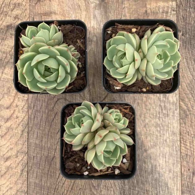 Sen Đá Vân Mai Giá Tốt Mua Ở Đâu? 2