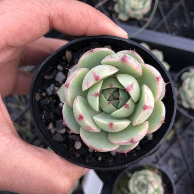 Sen Đá Vân Mai Giá Tốt Mua Ở Đâu? 3