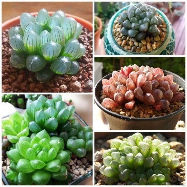 Các Loại Sen Đá Kim Cương Được Yêu Thích Nhất Hiện Nay