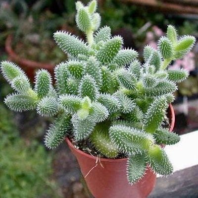 Sen Đá Mặt Nạ Trồng Có Khó Không?