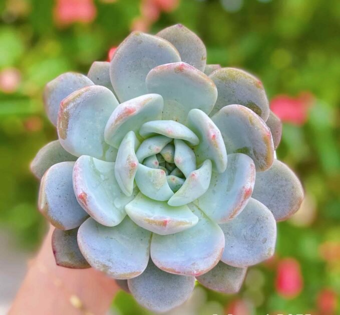 Sen Đá Mon Trồng Có Khó Không? Mua Giá Sỉ Ở Đâu?