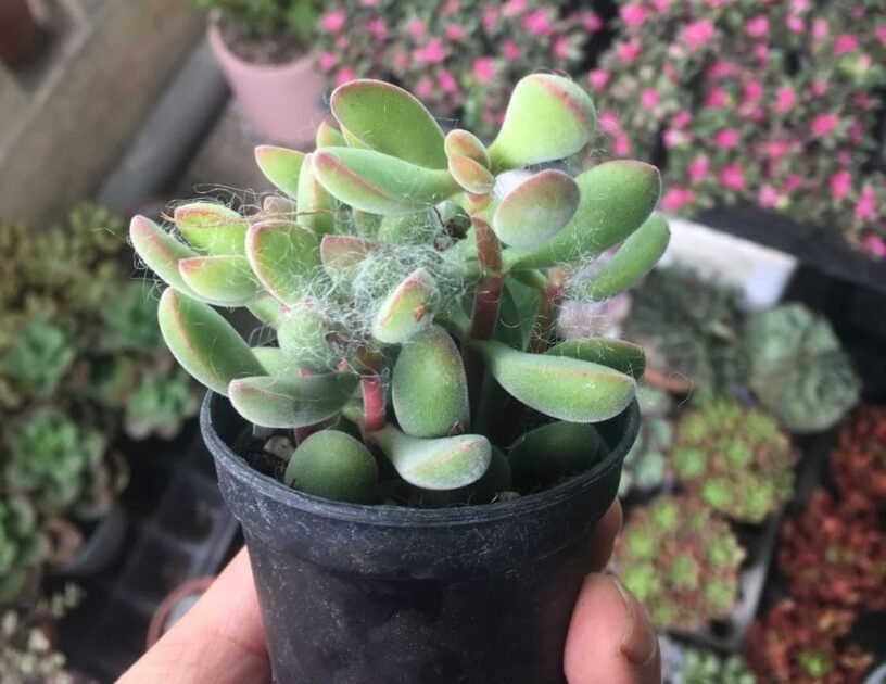 Sen Đá Sỏi Dây Có Giá Bao Nhiêu? 3