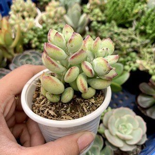 Sen Đá Sỏi Dây Có Giá Bao Nhiêu?