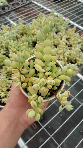 Sen Đá Sỏi Dây Có Giá Bao Nhiêu? 2