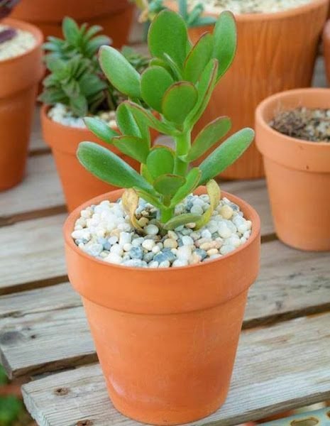 Sen Đá Ngọc Bích Còn Có Tên Gọi Là Gì? Ý Nghĩa Phong Thủy 2
