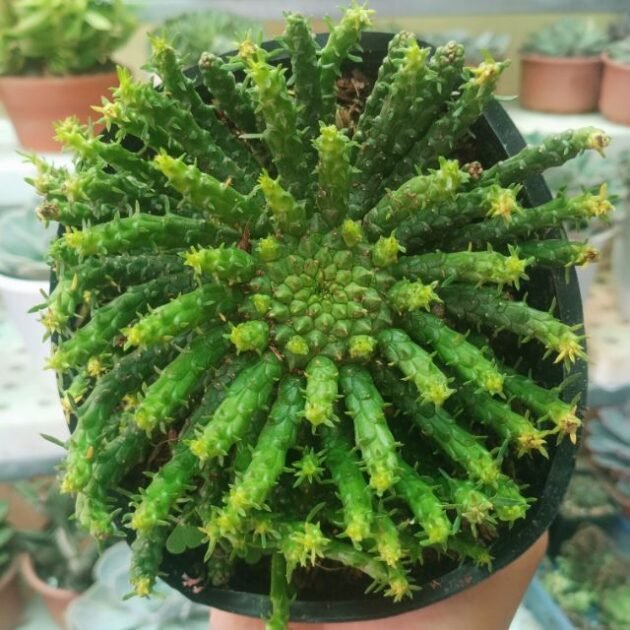 Sen Đá Bạch Tuộc Bán Ở Đâu? Hướng Dẫn Cách Trồng và Chăm Sóc?