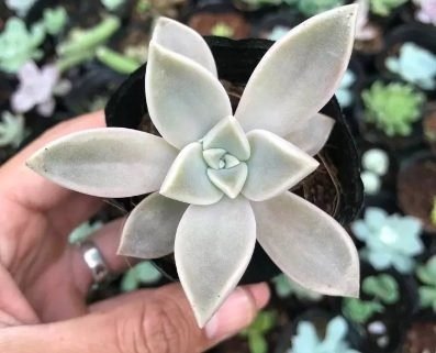 Sen Đá Ma Có Nguồn Gốc Từ Đâu?