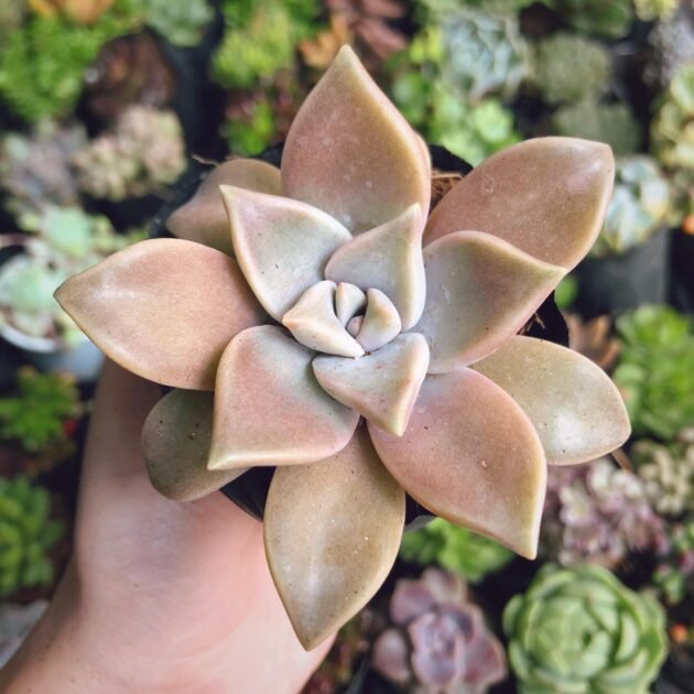 Sen Đá Ma Có Nguồn Gốc Từ Đâu? 2