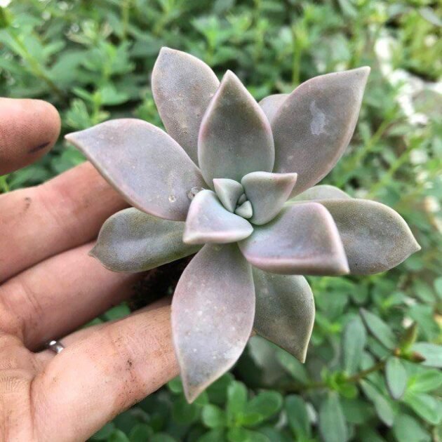 Sen Đá Ma Có Nguồn Gốc Từ Đâu? 3