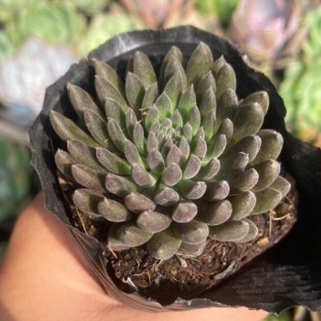 Sen Đá Nhím Đen Bán Ở Đâu? Ý Nghĩa Và Cách Chăm Sóc? 3