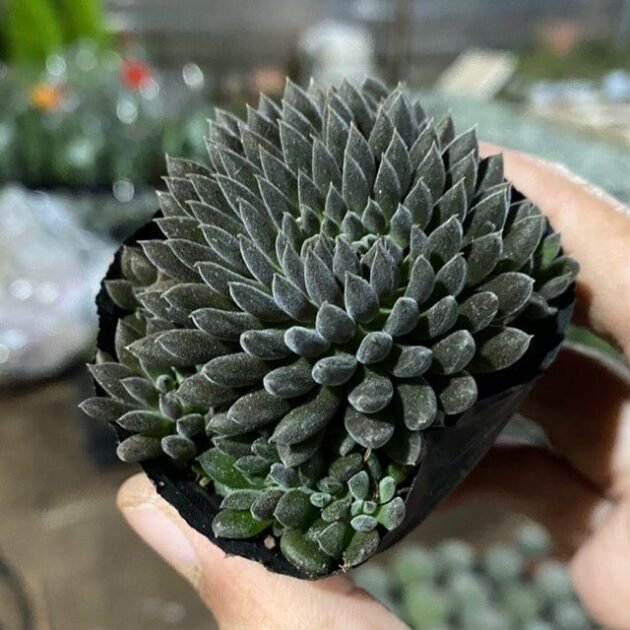 Sen Đá Nhím Đen Bán Ở Đâu? Ý Nghĩa Và Cách Chăm Sóc? 2
