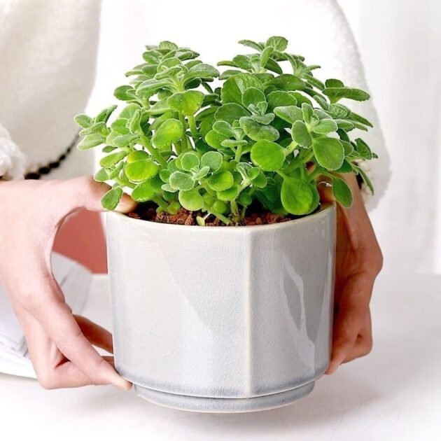 Giá Sen Đá Lá Thơm Bao Nhiêu Tiền? Cách Trồng và Chăm Sóc?