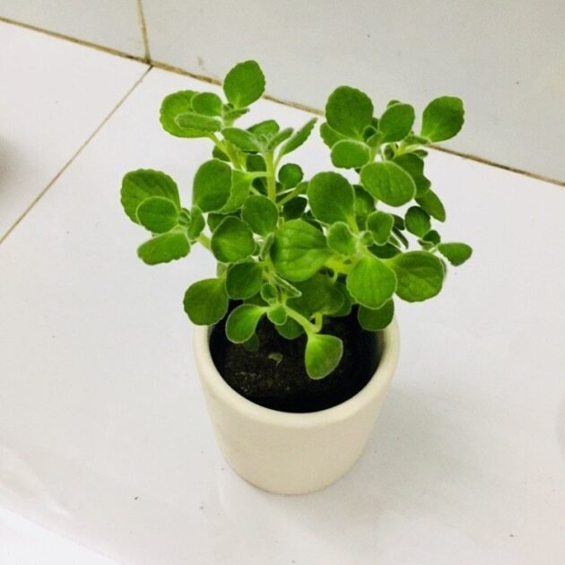 Giá Sen Đá Lá Thơm Bao Nhiêu Tiền? Cách Trồng và Chăm Sóc? 2
