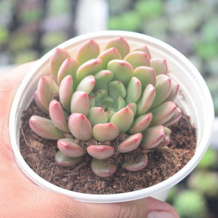 Các Loại Sen Đá Ruby Đẹp và Ý Nghĩa? Địa Chỉ Mua Tại Sài Gòn? 3