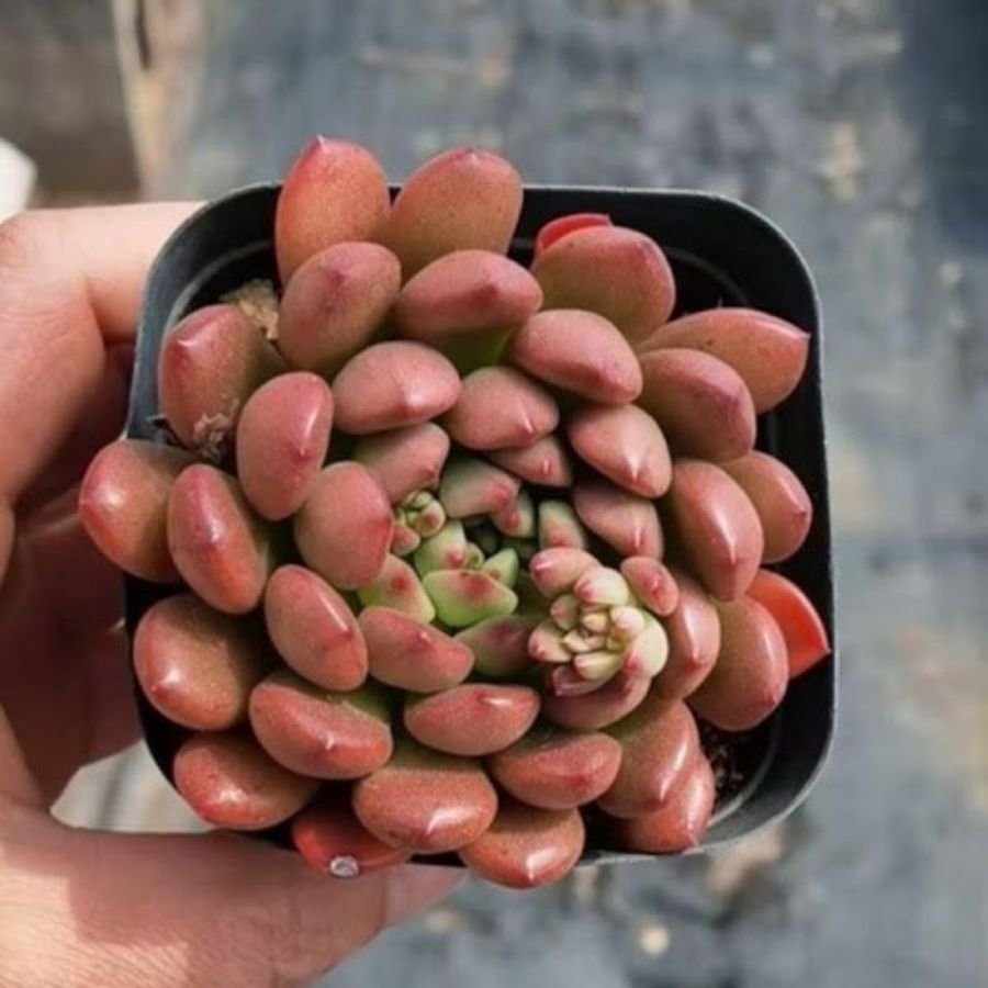 Các Loại Sen Đá Ruby Đẹp và Ý Nghĩa? Địa Chỉ Mua Tại Sài Gòn?
