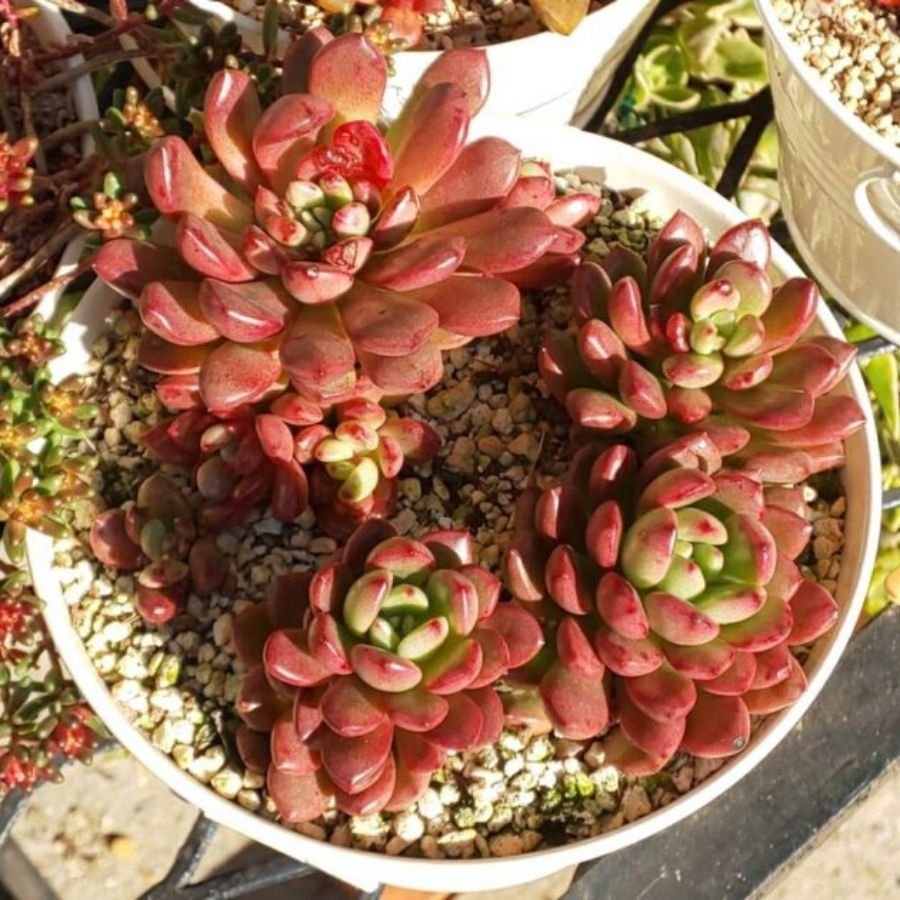 Các Loại Sen Đá Ruby Đẹp và Ý Nghĩa? Địa Chỉ Mua Tại Sài Gòn? 2