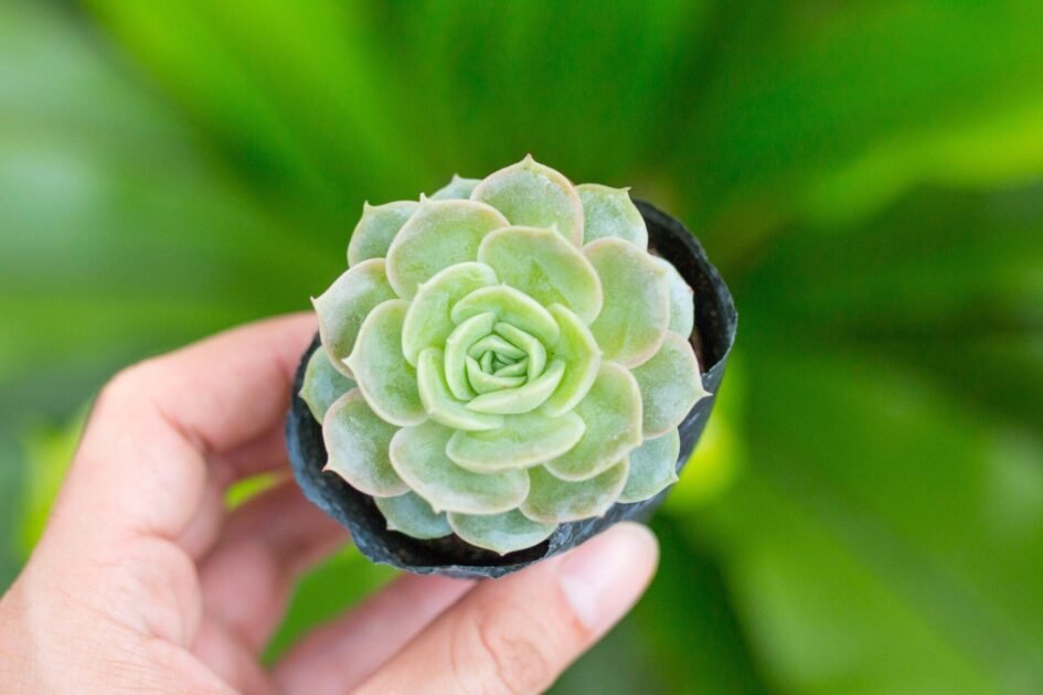 Mua Sen Ngọc Bích Ở Đâu TPHCM? Giá Bao Nhiêu Tiền 1 Cây? 3