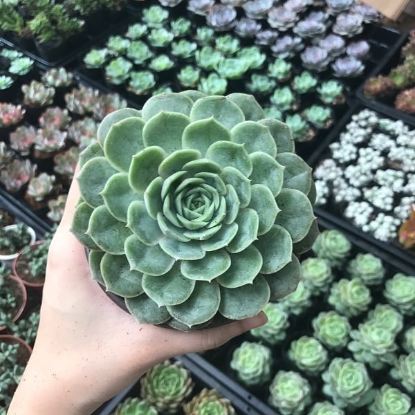 Mua Sen Ngọc Bích Ở Đâu TPHCM? Giá Bao Nhiêu Tiền 1 Cây? 2
