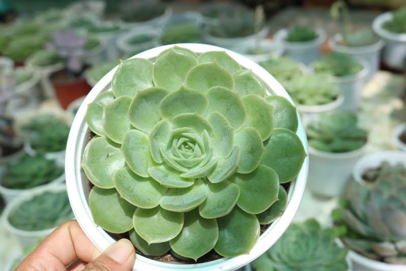 Mua Sen Ngọc Bích Ở Đâu TPHCM? Giá Bao Nhiêu Tiền 1 Cây?