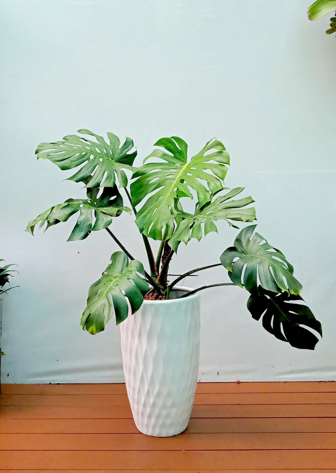 CHẬU CÂY TRẦU BÀ LÁ XẺ (MONSTERA)