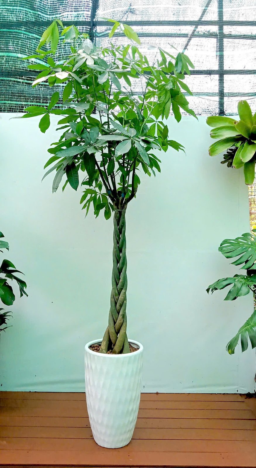 CHẬU KIM NGÂN THÂN BÍM